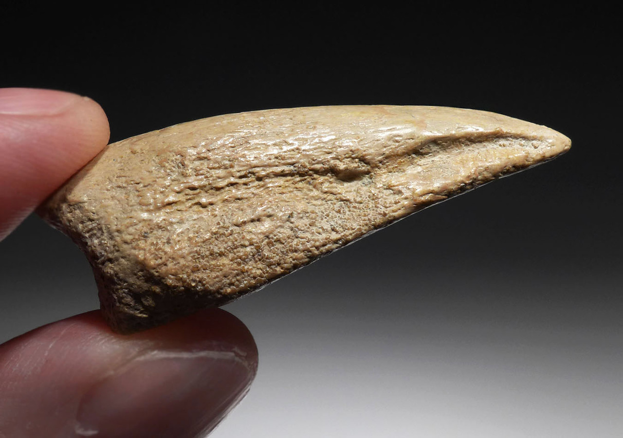 SPINOSAURUS CLAW FOSSIL FROM THE FOOT OF THE DINOSAUR *DC3