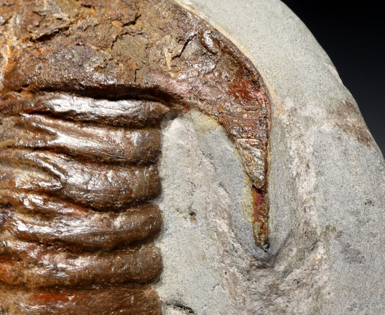 TRILOBITE 