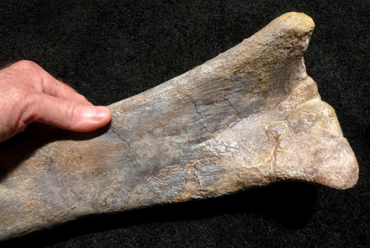 RARE AFRICAN SAUROPOD TIBIA FOSSIL DINOSAUR LEG BONE FROM A DIPLODOCOID *DBX029