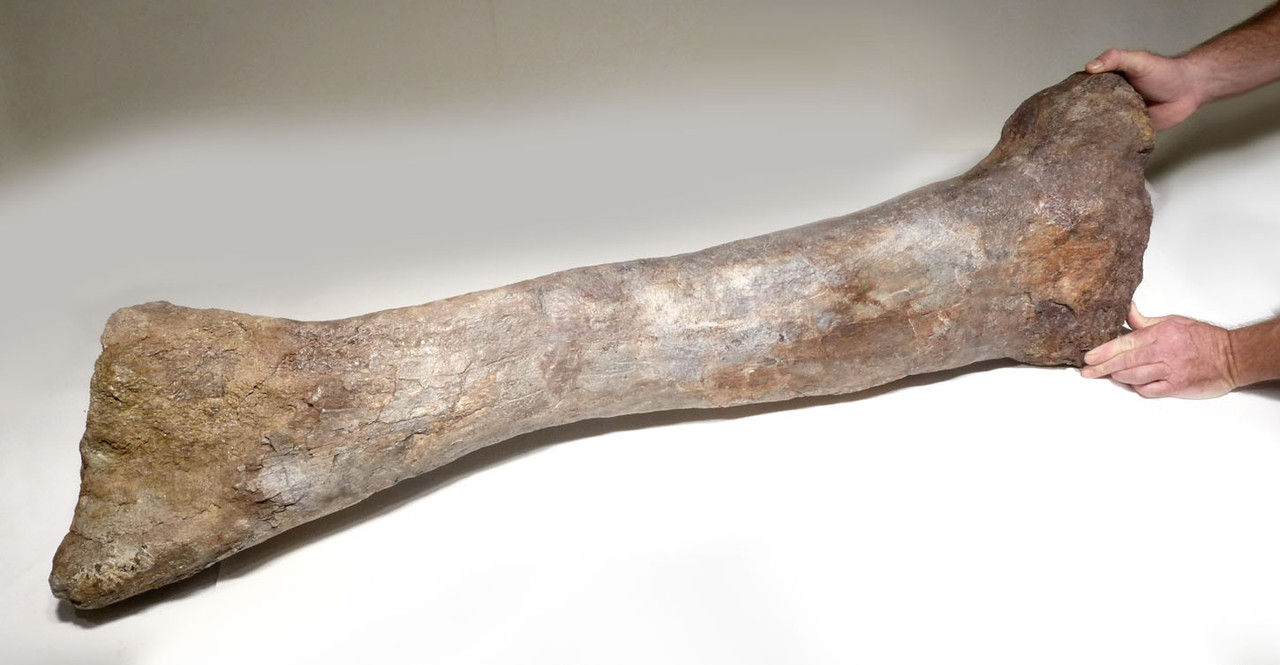 RARE AFRICAN SAUROPOD FEMUR FOSSIL DINOSAUR LEG BONE FROM A
