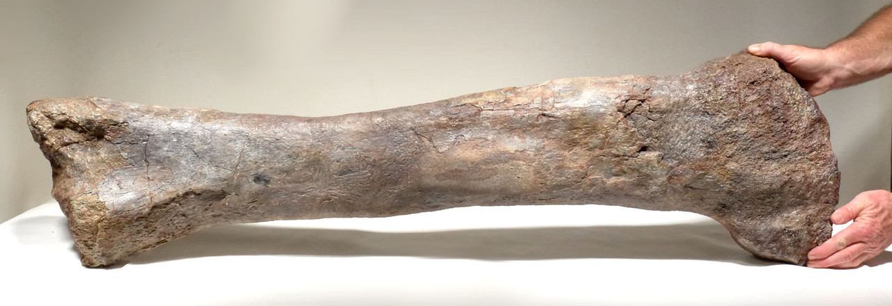 RARE AFRICAN SAUROPOD FEMUR FOSSIL DINOSAUR LEG BONE FROM A