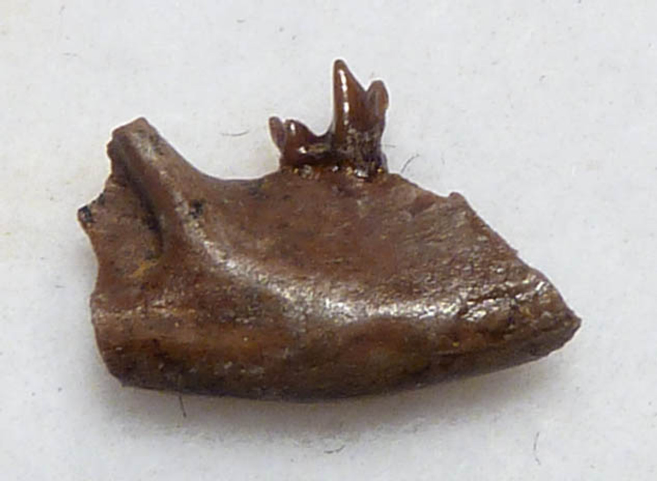 FOSSIL PARTIAL JAW FROM A DINOSAUR-ERA MAMMAL MARSUPIAL DIDELPHODON  *MM018