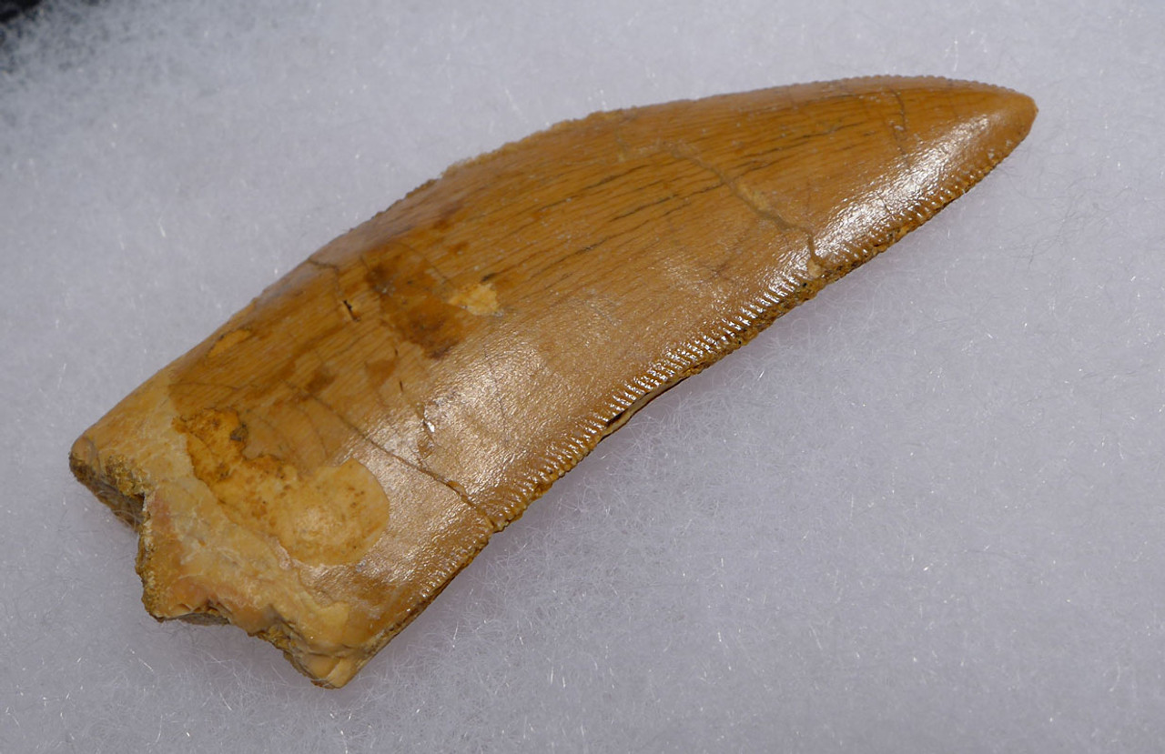 LARGE 2.3 INCH FOSSIL DINOSAUR TOOTH FROM A DELTADROMEUS AGILIS *DT11-040