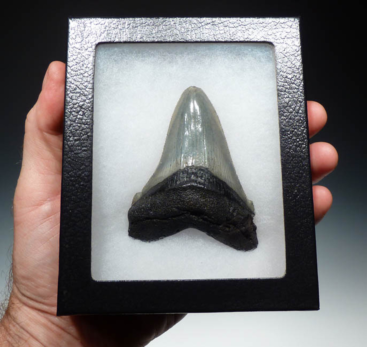 RARE SIZE LARGE 3.45 INCH FOSSIL ANGUSTIDENS SHARK TOOTH FROM THE USA *SHX018