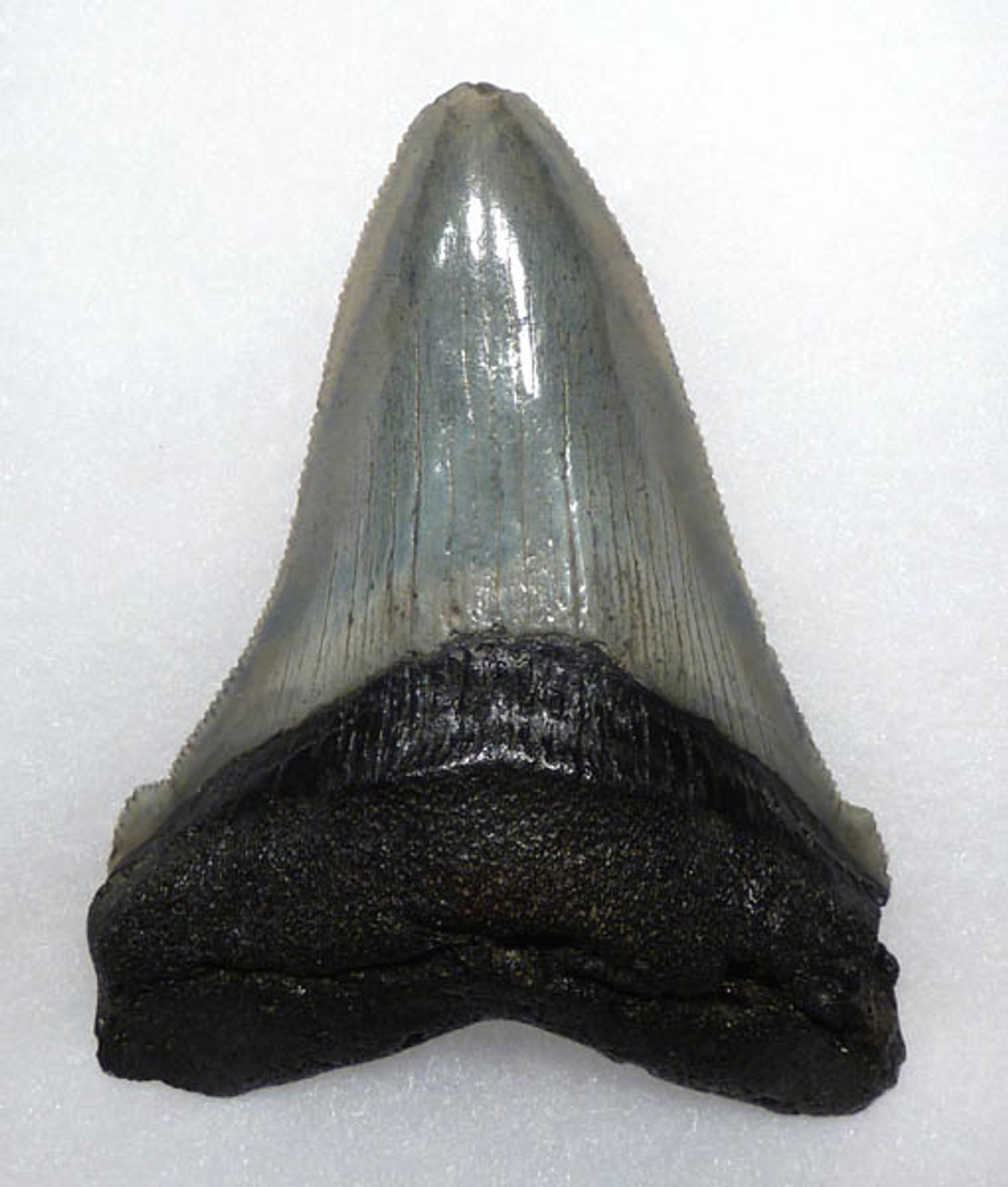 RARE SIZE LARGE 3.45 INCH FOSSIL ANGUSTIDENS SHARK TOOTH FROM THE USA *SHX018