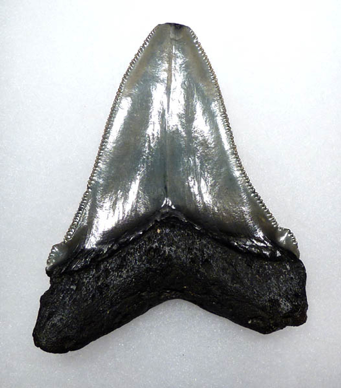 RARE SIZE LARGE 3.45 INCH FOSSIL ANGUSTIDENS SHARK TOOTH FROM THE USA *SHX018