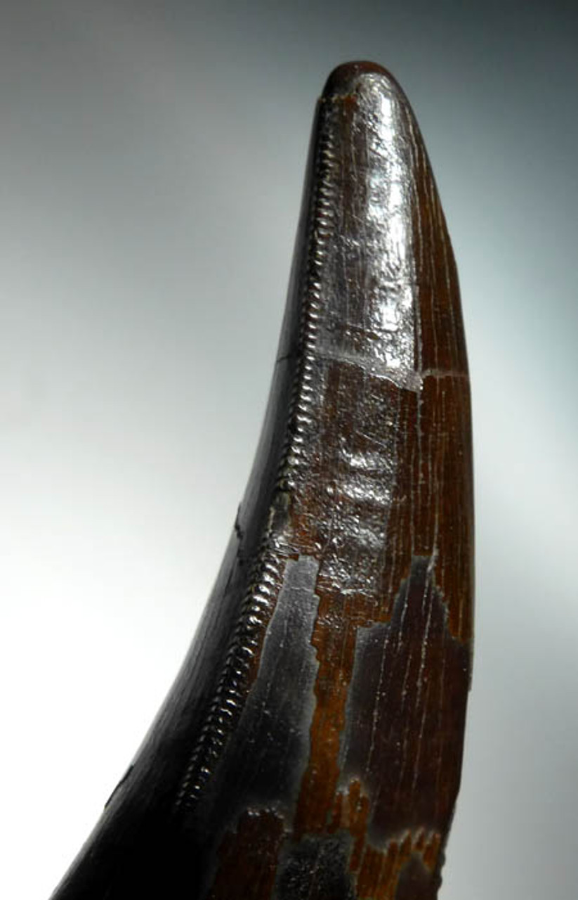 SUPREME QUALITY 2.2 INCH TYRANNOSAURUS T REX DINOSAUR TOOTH *DT18-079