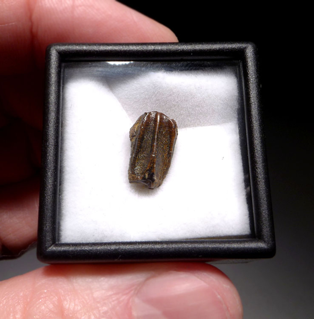 BABY FOSSIL EDMONTOSAURUS HADROSAUR DINOSAUR TOOTH *DT22X8