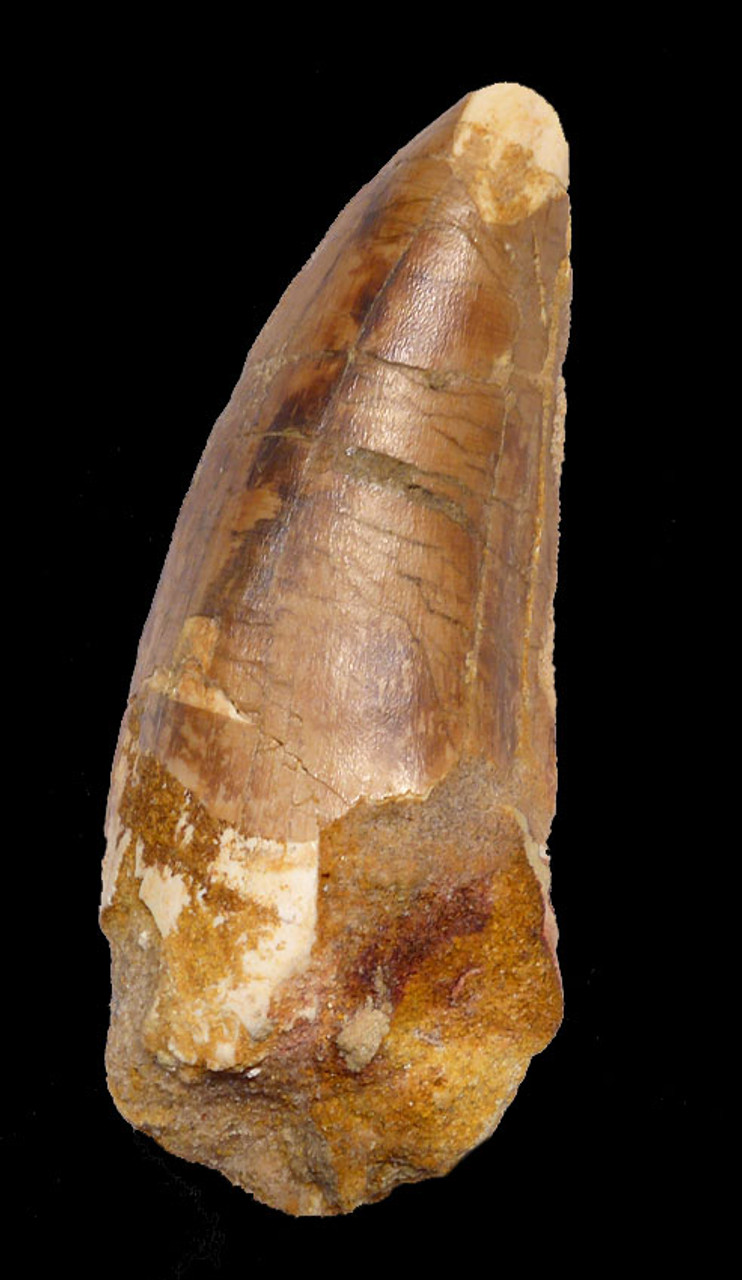 CARCHARODONTOSAURUS 3 INCH FOSSIL TOOTH FROM THE LARGEST MEAT-EATING DINOSAUR *DT2-086
