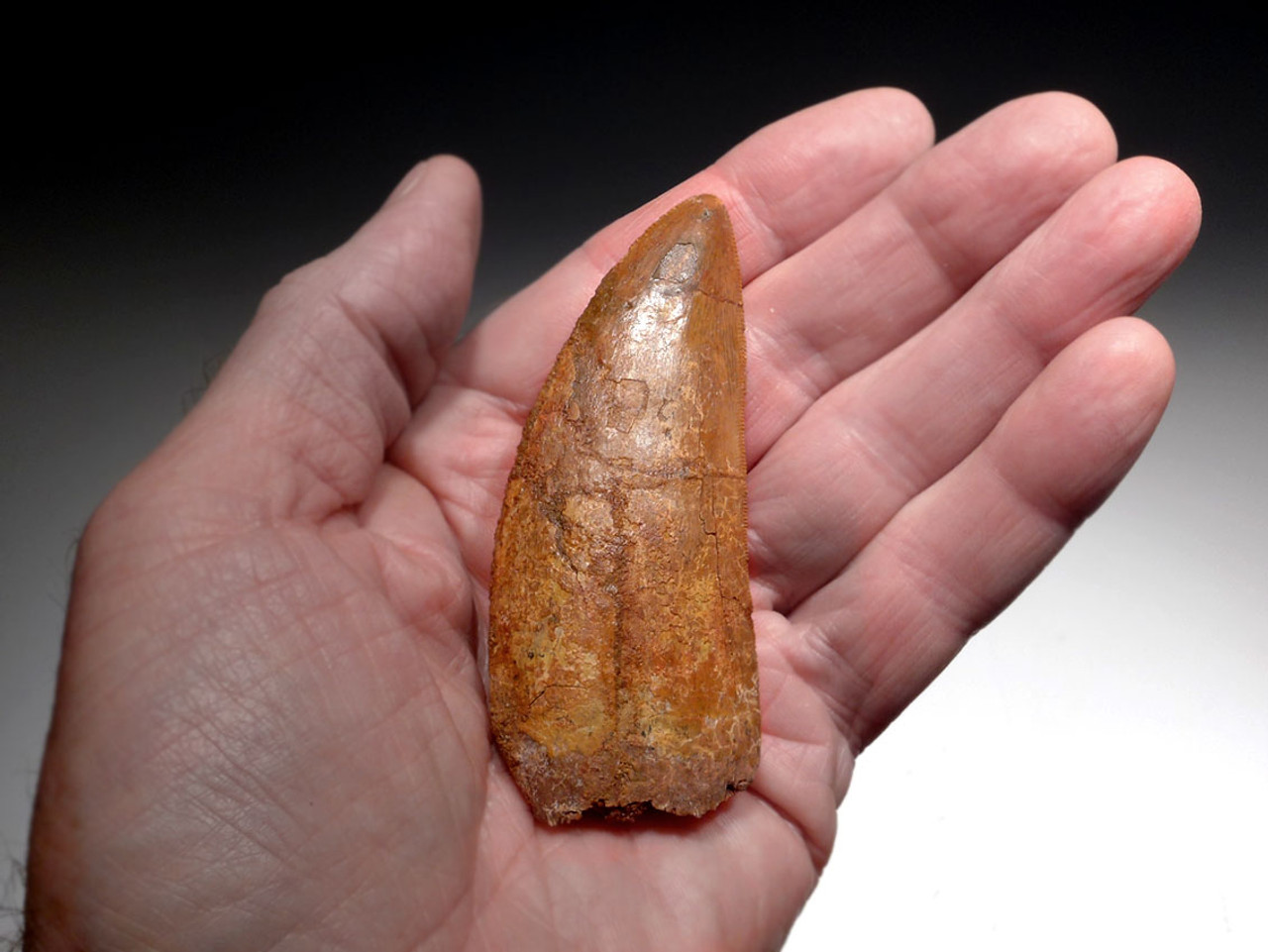 HUGE 3.7 INCH FOSSIL DINOSAUR TOOTH FROM MEAT-EATING CARCHARODONTOSAURUS  *DT2-104