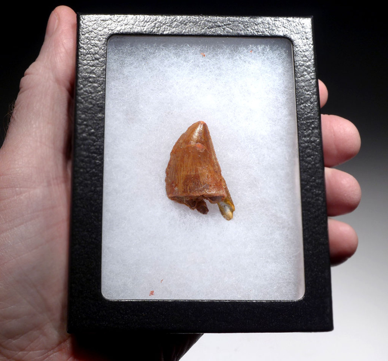 CARCHARODONTOSAURUS DINOSAUR TOOTH FOSSIL FROM BACK OF JAW   *DT2-105