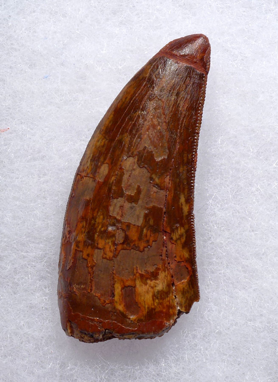 CARCHARODONTOSAURUS 2.25 INCH FOSSIL TOOTH WITH DARK RED COLORED ENAMEL  *DT2-108