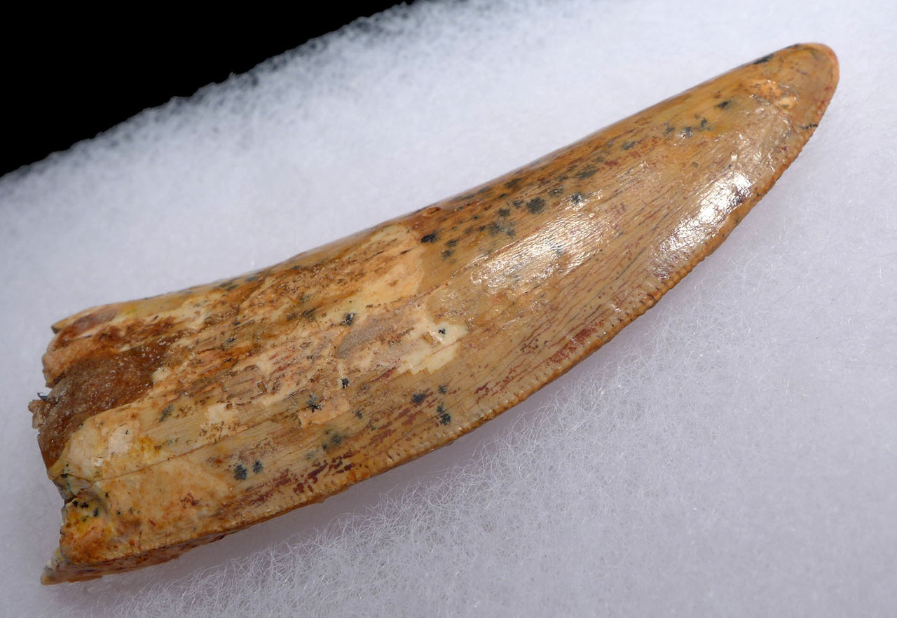 LARGE 3 INCH CARCHARODONTOSAURUS FOSSIL TOOTH FROM THE LARGEST MEAT-EATING DINOSAUR *DT2-113