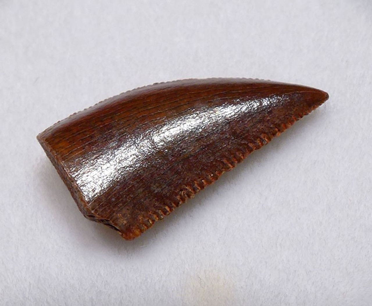 DROMAEOSAUR " RAPTOR " FOSSIL DINOSAUR TOOTH *DT6-316