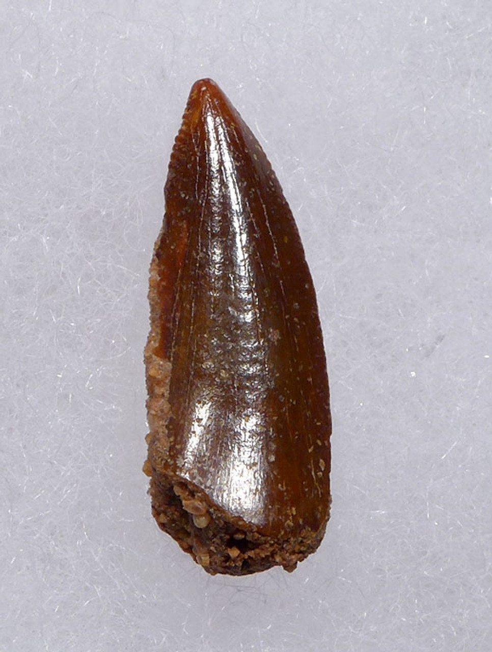 " RAPTOR " FOSSIL DINOSAUR TOOTH FROM A LARGE DROMAEOSAUR *DT6-312