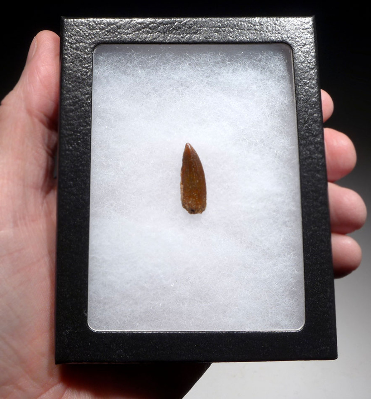 " RAPTOR " FOSSIL DINOSAUR TOOTH FROM A LARGE DROMAEOSAUR *DT6-312