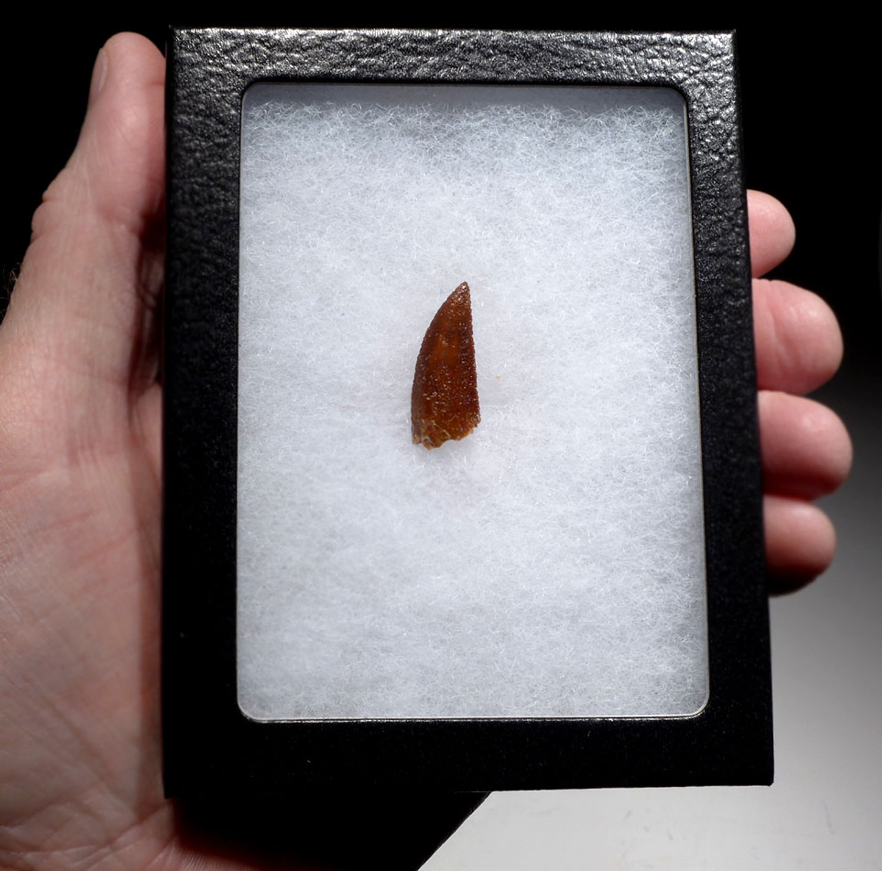 SWALLOWED " RAPTOR " FOSSIL TOOTH FROM A MAXIMUM SIZE DROMAEOSAUR DINOSAUR *DT6-313