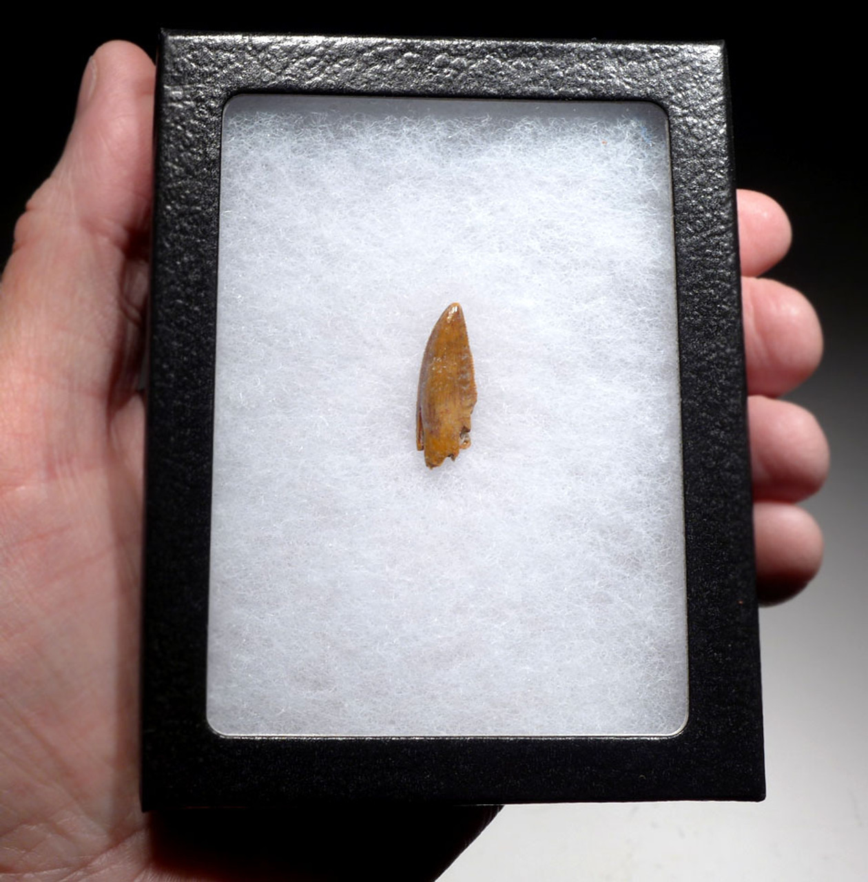 SUPERB LARGE ' RAPTOR ' DINOSAUR DROMAEOSAUR TOOTH WITH PUMPKIN ORANGE ENAMEL  *DT6-314