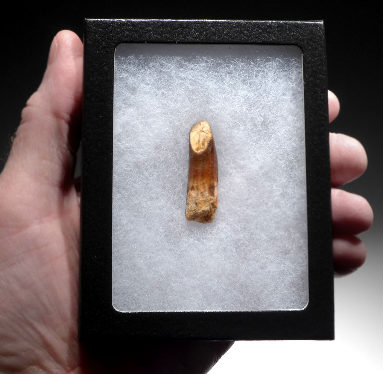 EXCEPTIONAL FOSSIL DINOSAUR TOOTH FROM A DIPLODOCOID SAUROPOD DINOSAUR *DT9-037