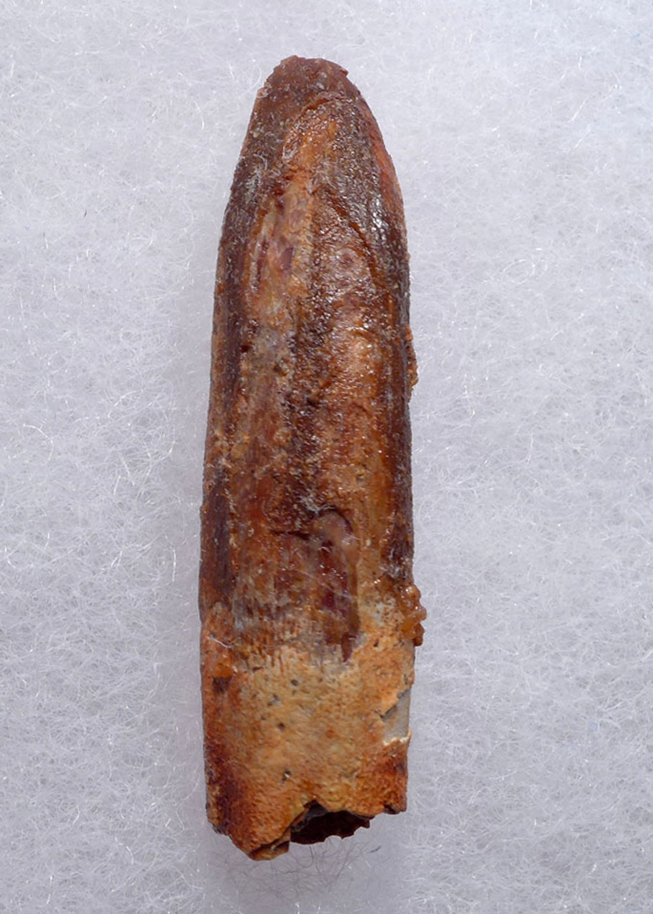 INEXPENSIVE LONG-NECKED DINOSAUR FOSSIL TOOTH FROM A DIPLODOCOID SAUROPOD *DT9-034