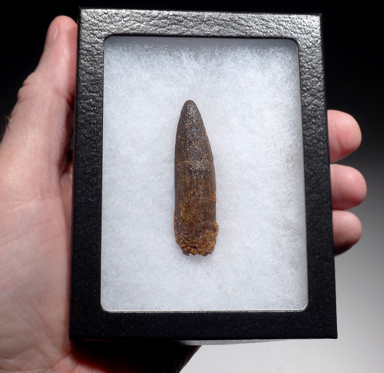 LARGE FOSSIL TOOTH FROM A TITANOSAUR SAUROPOD DINOSAUR  *DT9-039