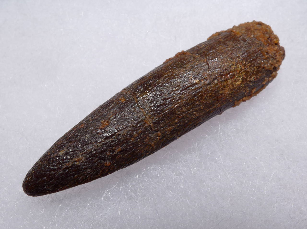 LARGE FOSSIL TOOTH FROM A TITANOSAUR SAUROPOD DINOSAUR  *DT9-039