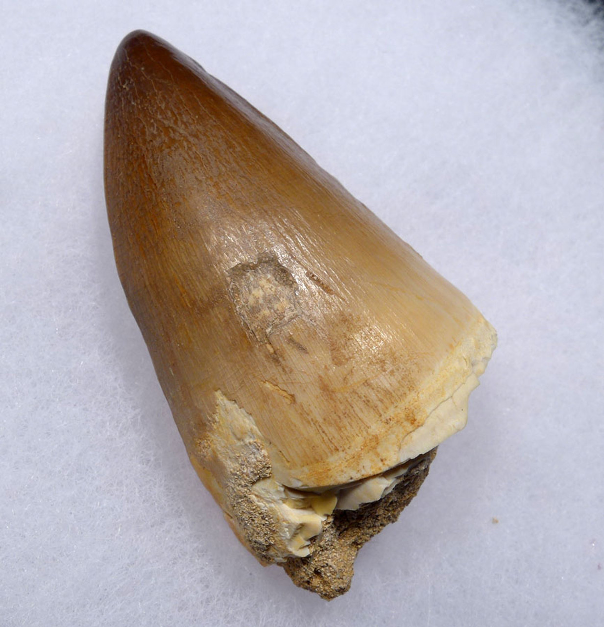 IMPRESSIVE LARGE FOSSIL TOOTH FROM A HUGE MOSASAUR MARINE REPTILE *DT1-132