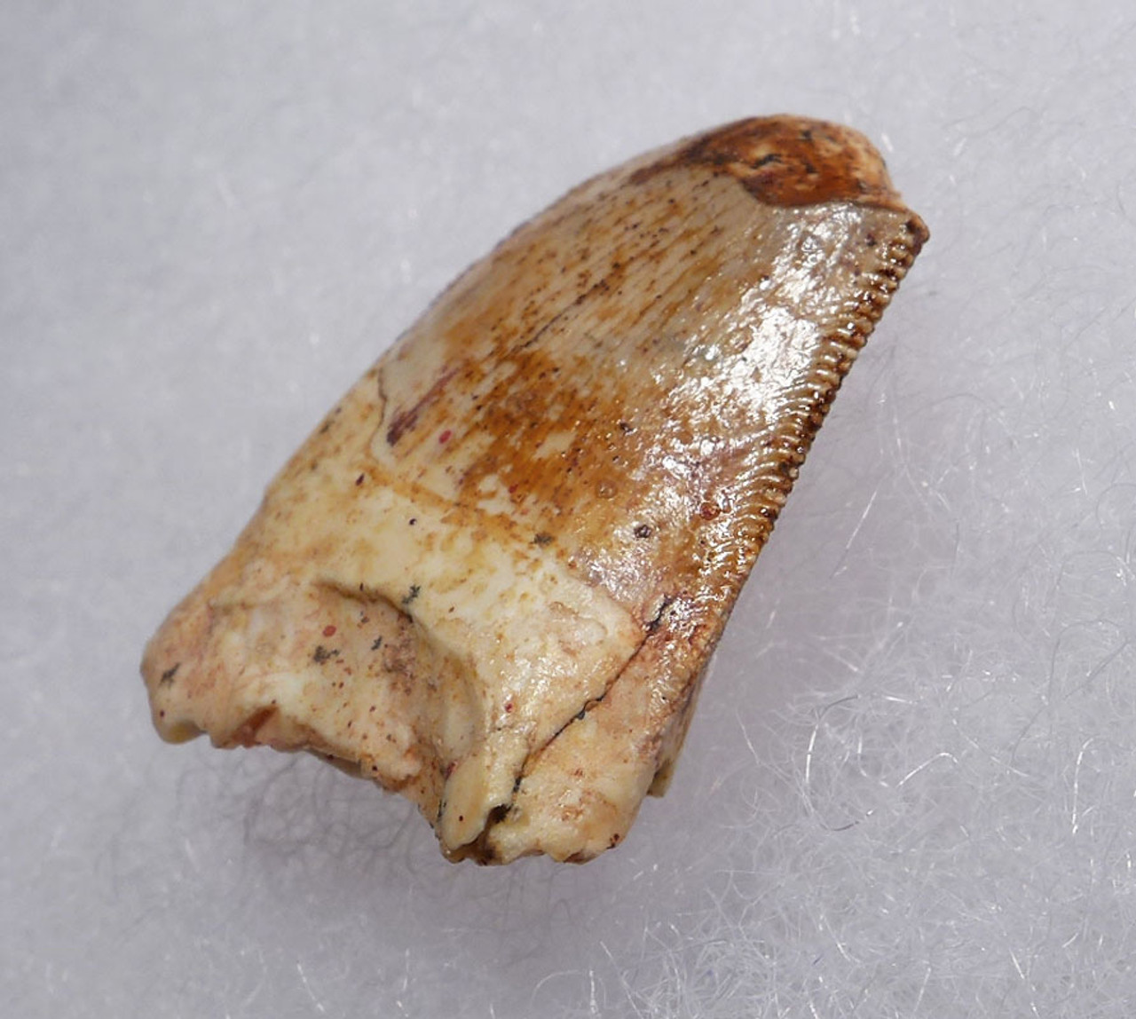 POSTERIOR CARCHARODONTOSAURUS FOSSIL DINOSAUR TOOTH FROM THE BACK OF THE JAW  *DT11-043