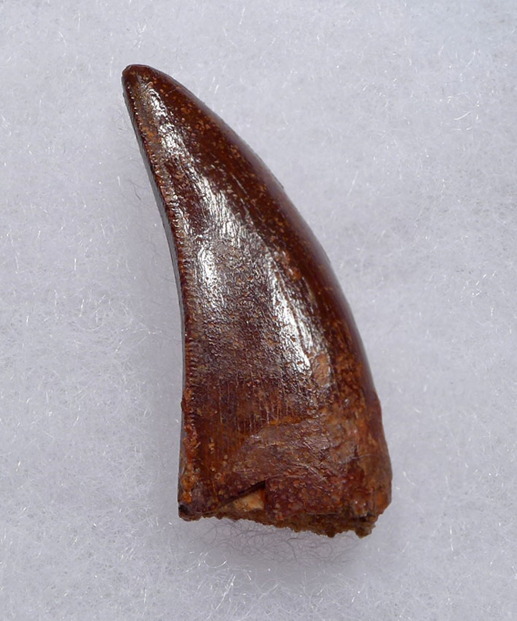 FINEST GRADE UNBROKEN DELTADROMEUS DINOSAUR TOOTH FROM THE FRONT OF JAW *DT11-044