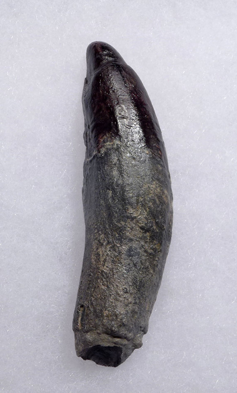 COMPLETE FOSSIL PHYSETER SPERM WHALE TOOTH WITH ROOT *WH051