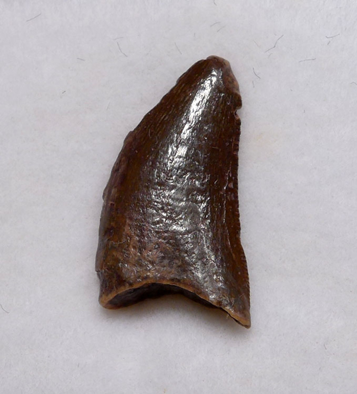 DROMAEOSAUR " RAPTOR " FOSSIL DINOSAUR TOOTH *DT6-319