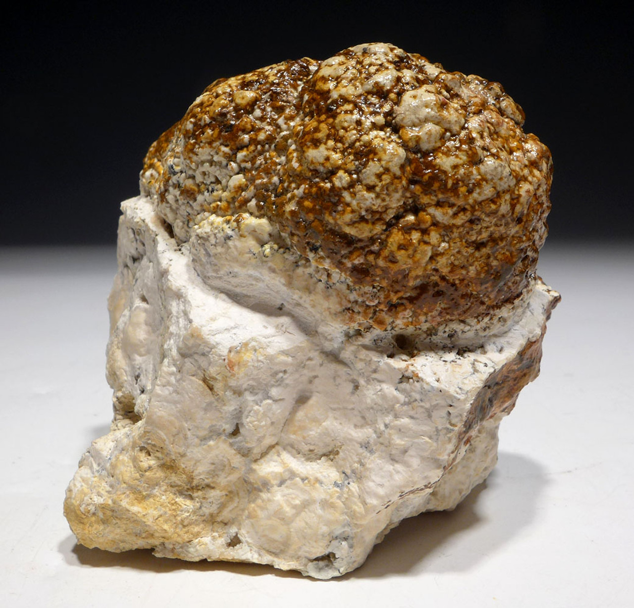 NATURAL FORM FOSSIL STROMATOLITE FROM AN ANCIENT OLIGOCENE LAKE  *ST031