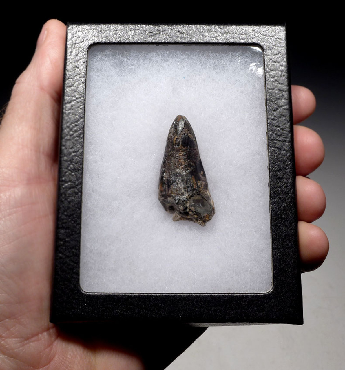 JAVA MAN KILLER CROCODILE FOSSIL TOOTH FROM FAMOUS HOMO ERECTUS DEPOSITS OF SOLO RIVER INDONESIA *CROC055
