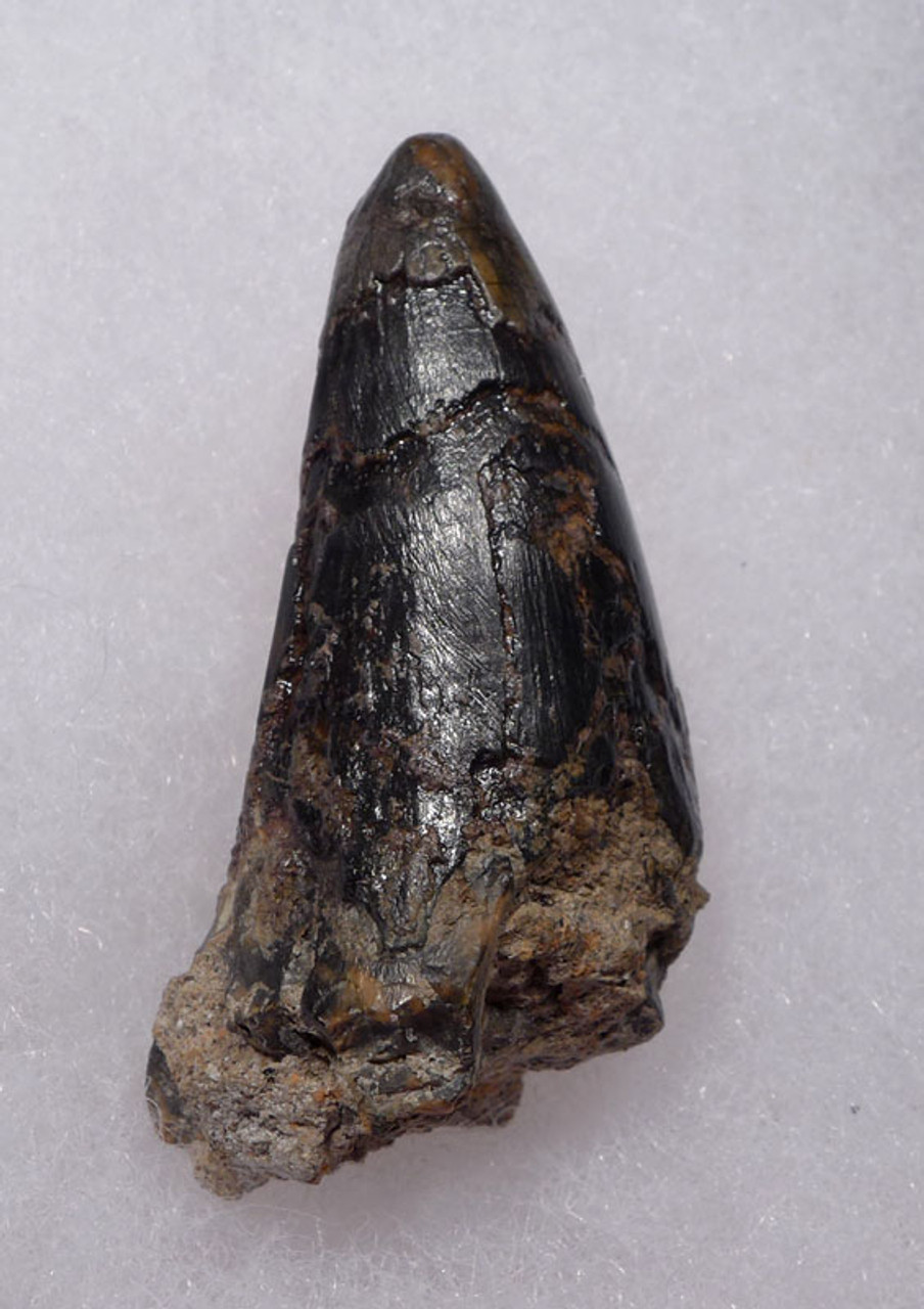 JAVA MAN KILLER CROCODILE FOSSIL TOOTH FROM FAMOUS HOMO ERECTUS DEPOSITS OF SOLO RIVER INDONESIA *CROC055