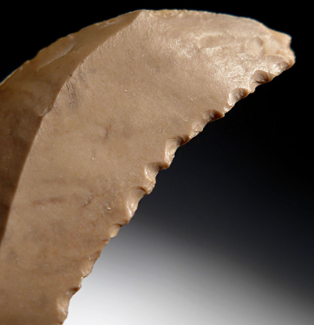 RARE EGYPTIAN PREDYNASTIC NEOLITHIC FLINT SAW DENTICULATE STONE TOOL *CAP244