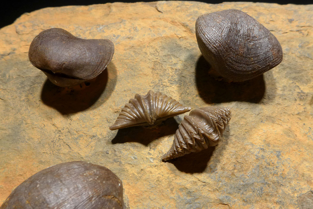 GIANT DEVONIAN BRACHIOPOD FOSSIL COLONY FROM SITE OF THE OLDEST TETRAPOD FOSSILS  *BR019