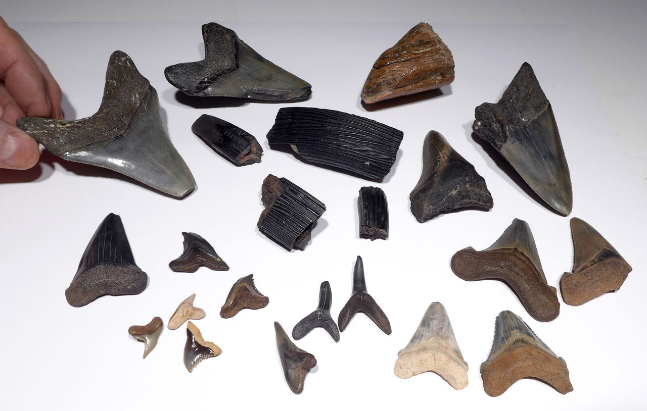 FLORIDA FOSSIL COLLECTION OF PREHISTORIC SHARK AND MAMMAL FOSSILS FOR TEACHERS OR KIDS  *FL22