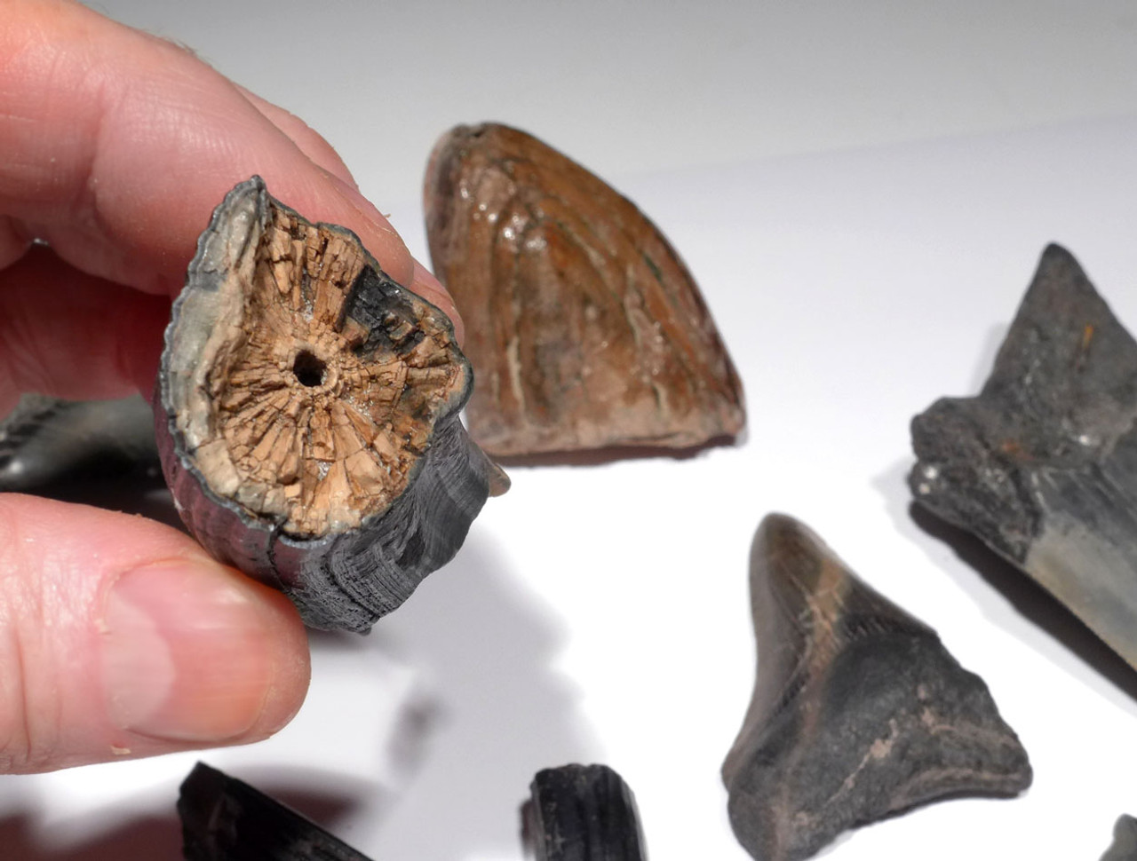 FLORIDA FOSSIL COLLECTION OF PREHISTORIC SHARK AND MAMMAL FOSSILS FOR TEACHERS OR KIDS  *FL22