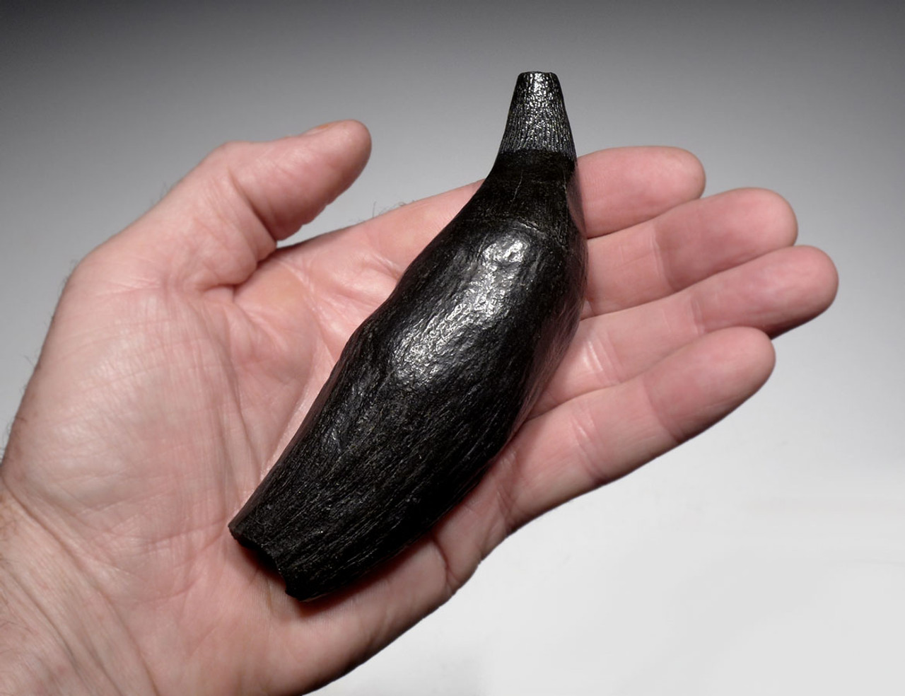 EXCEPTIONAL LARGE COMPLETE FOSSIL SPERM WHALE TOOTH WITH MEGALODON SHARK BITE  *WH054
