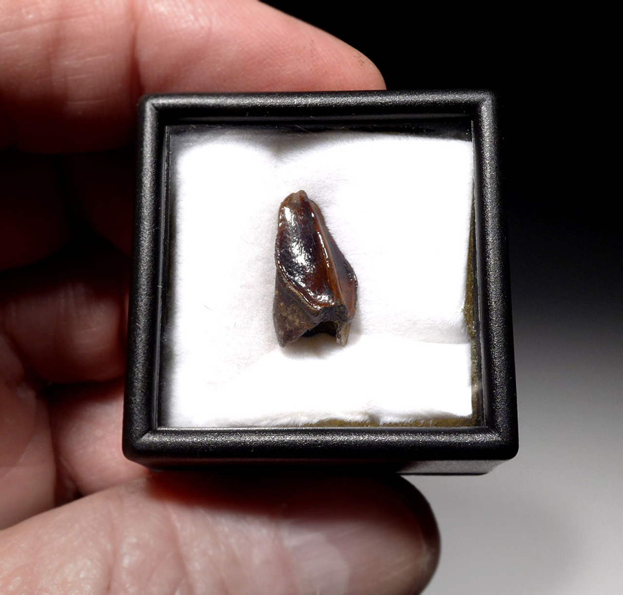 UNERUPTED BABY FOSSIL HADROSAUR DINOSAUR TOOTH  *DT7-025