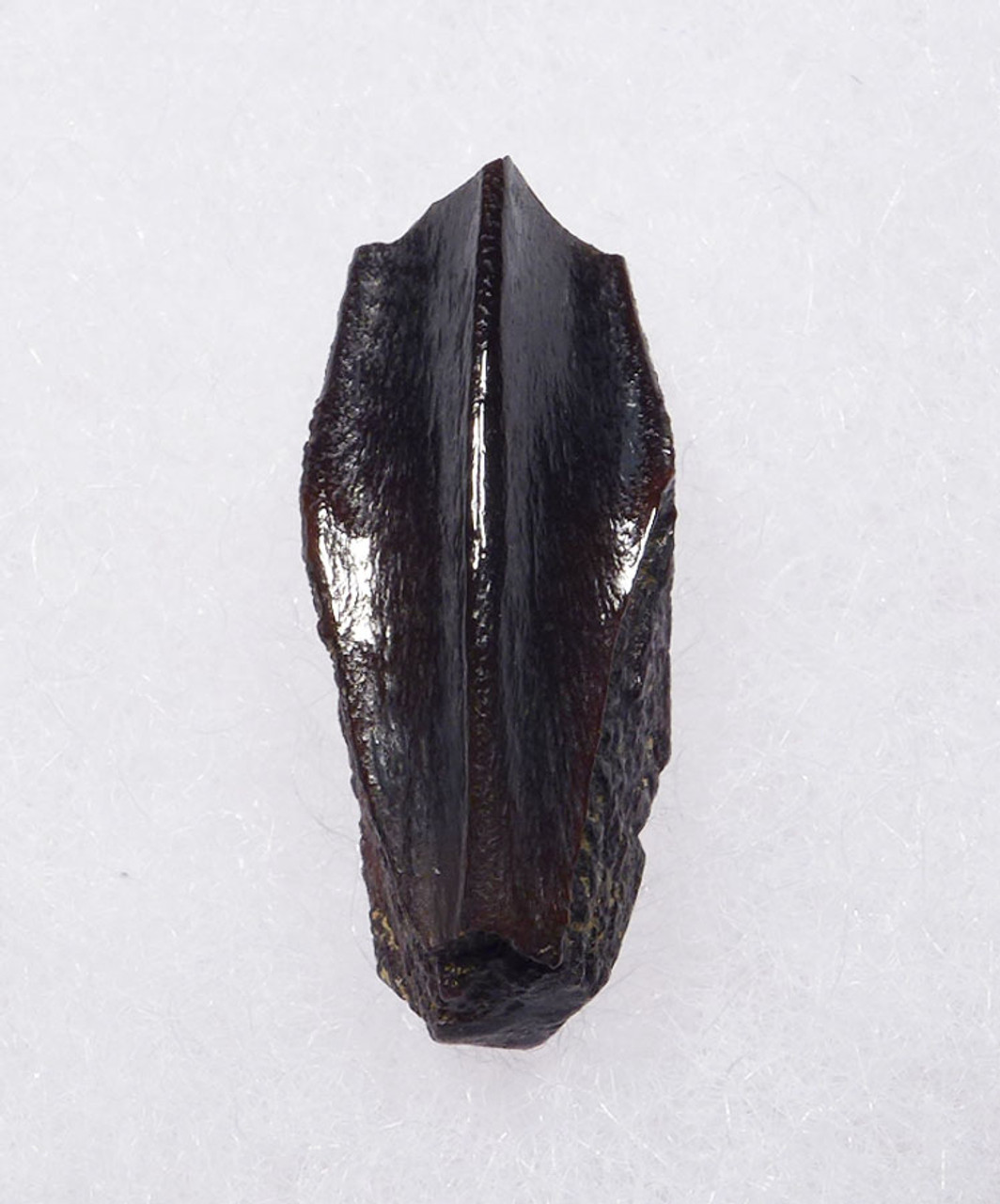 FINE QUALITY FOSSIL DINOSAUR TOOTH FROM AN EDMONTOSAURUS HADROSAUR  *DT7-020X