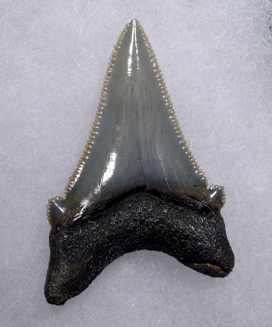 FINEST COLLECTOR QUALITY ANGUSTIDENS FOSSIL SHARK TOOTH FROM THE USA  *SHX079