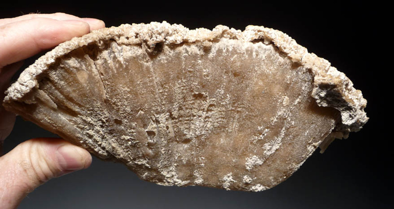RARE WHITE FOSSIL AGATIZED CORAL GEODE "CAVE" WITH RARE CRYSTAL STRUCTURES  *COR102