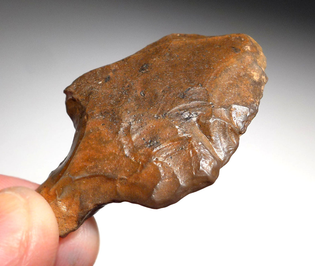 EARLIEST KNOWN TANGED ARROWHEAD - MIDDLE PALEOLITHIC ATERIAN POINT *AT098