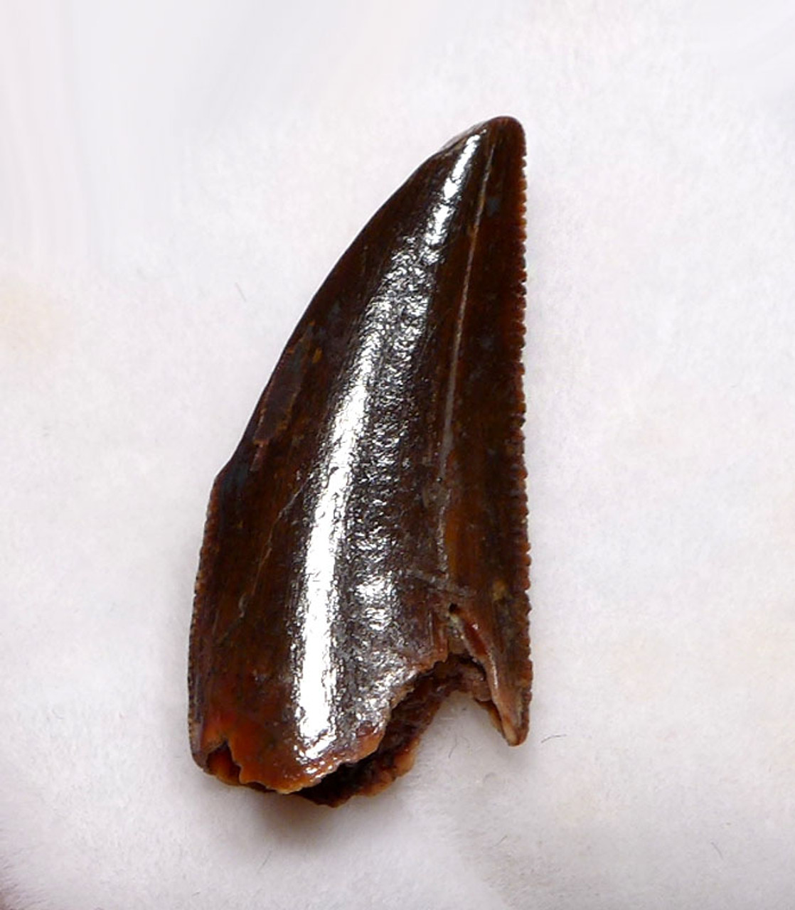 RAPTOR TOOTH FROM A LARGE DROMAEOSAUR DINOSAUR  *DT6-332