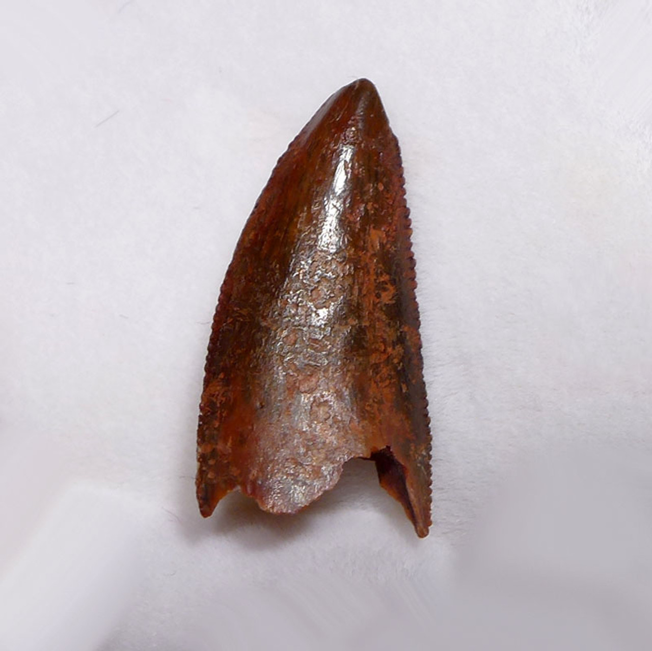 DARK RED FOSSIL RAPTOR DINOSAUR TOOTH FROM A LARGE DROMAEOSAUR  *DT6-334