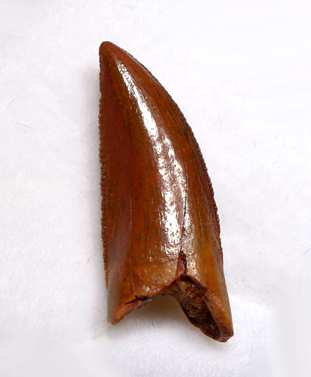 MAXIMUM SIZE FOSSIL RAPTOR DINOSAUR TOOTH FROM A LARGE DROMAEOSAUR  *DT6-331
