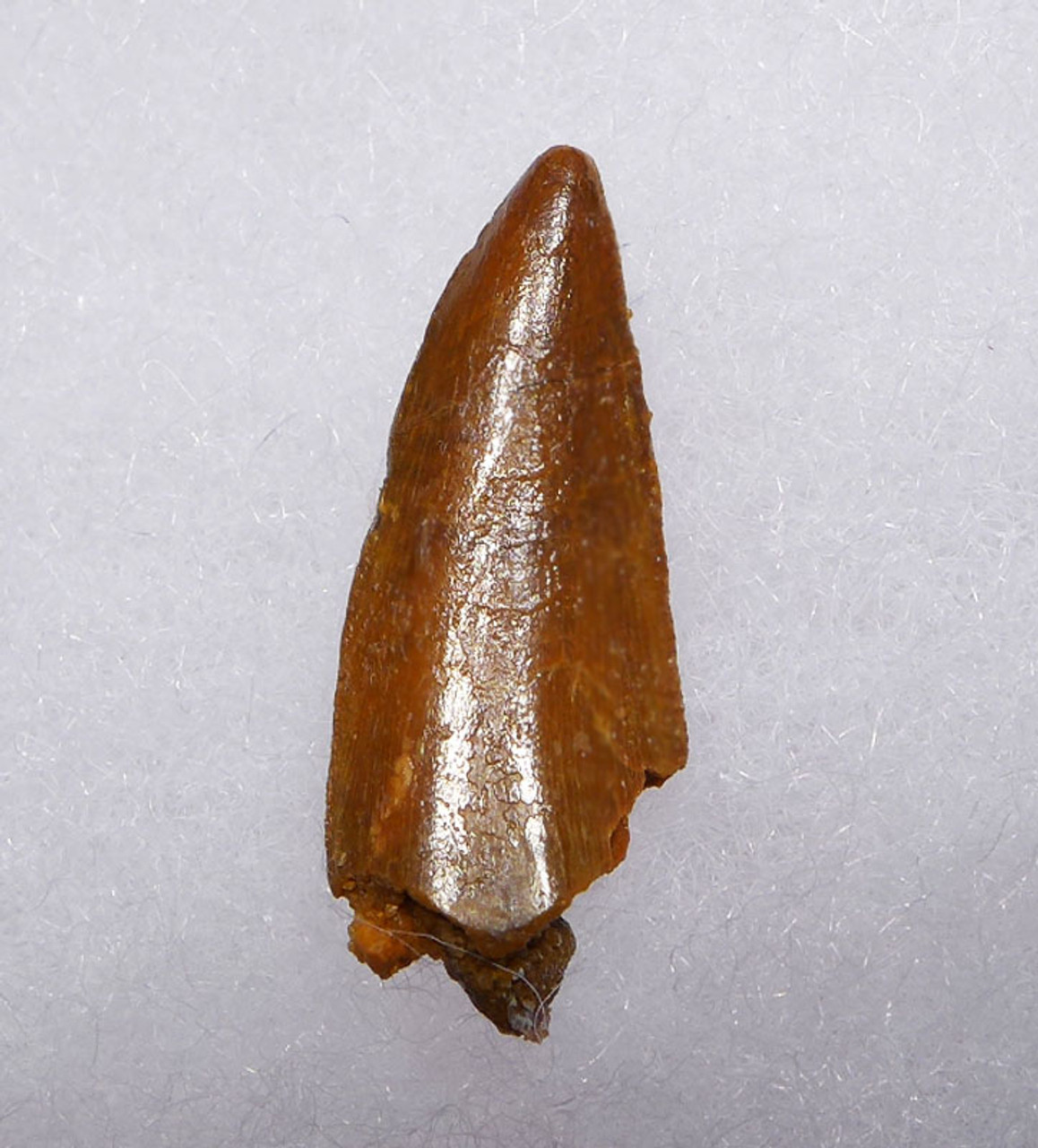 MAXIMUM SIZE RAPTOR DINOSAUR FOSSIL TOOTH FROM A LARGE DROMAEOSAUR  *DT6-337