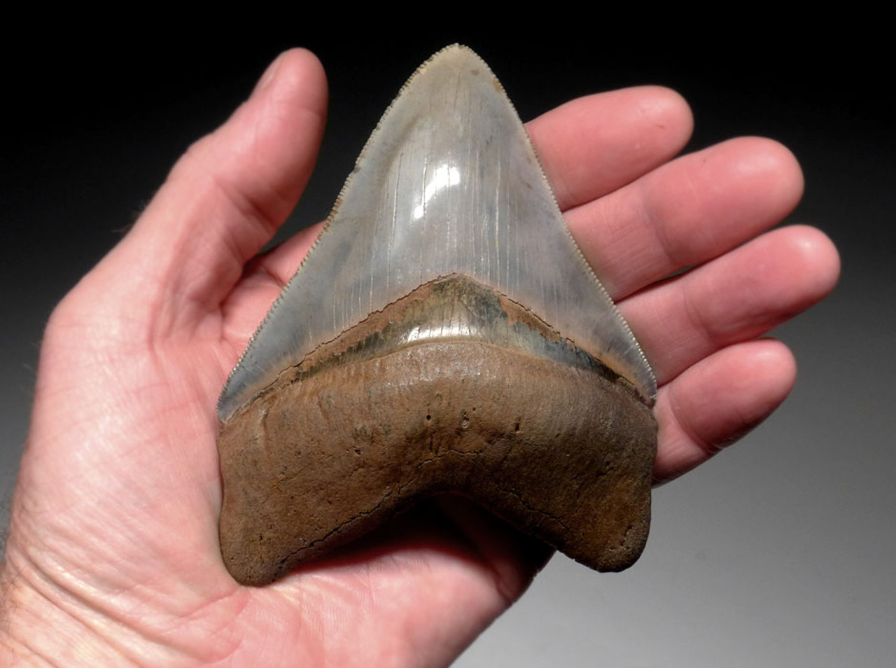 INVESTMENT GRADE 4.5 INCH MEGALODON SHARK TOOTH WITH BABY BLUE AND GOLD MOTTLING  *SH6-373