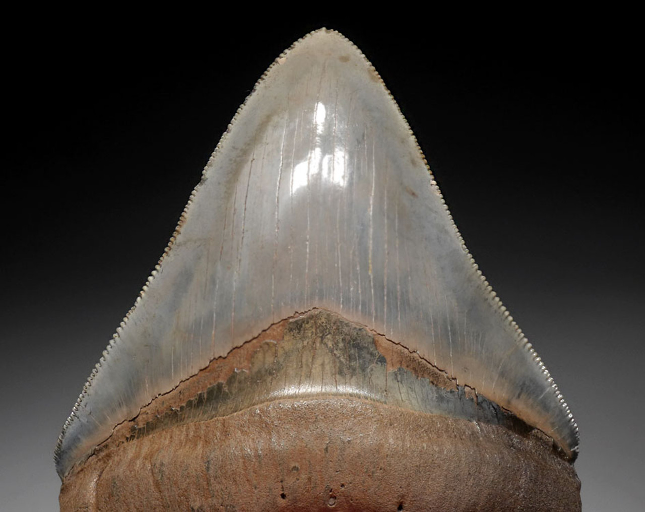 INVESTMENT GRADE 4.5 INCH MEGALODON SHARK TOOTH WITH BABY BLUE AND GOLD MOTTLING  *SH6-373